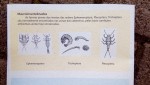 Macroinvertebrados encontrados