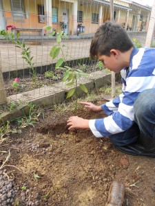 plantando árvores